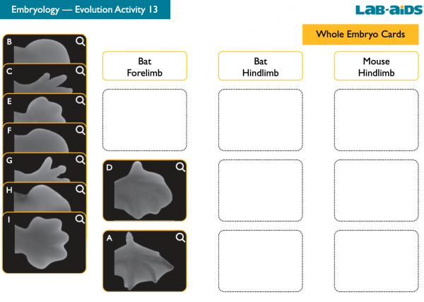 Embryology card sort